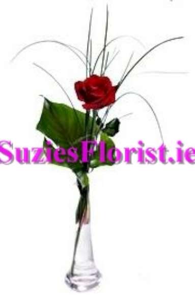 Single Kiss Rose